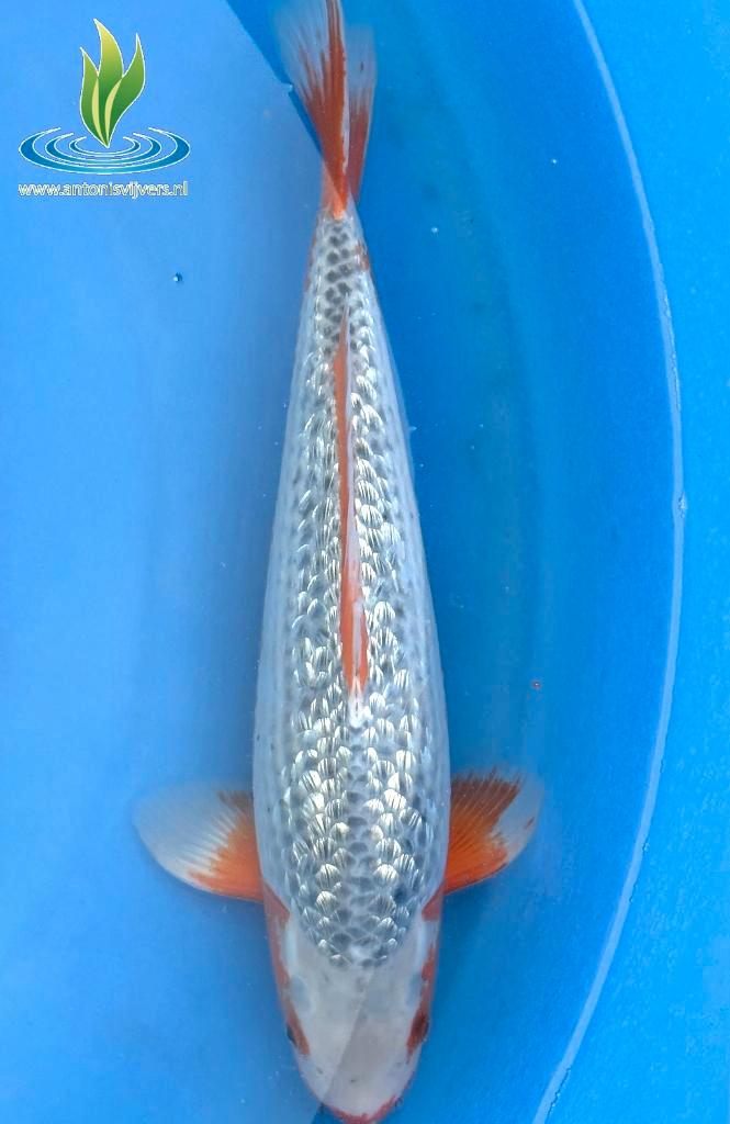 084 Ginrin Asagi, Dieren en Toebehoren, Vissen | Vijvervissen, Karper of Koi