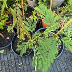 Perzische slaapboom ‘Albizia julibrissin, Ophalen, Zomer, Overige soorten, Volle zon