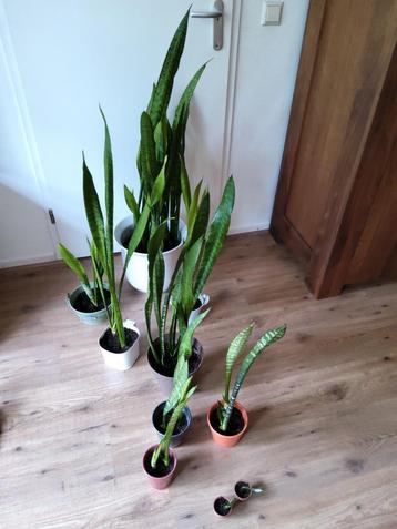 Sanseveria stekkies kopen vanaf 1 euro beschikbaar voor biedingen