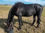 Te koop draagmerrie zeer lief paard, Dieren en Toebehoren, Paarden, Niet van toepassing, 11 jaar of ouder, 165 tot 170 cm, Merrie