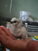 3 prachtige zijdehoen kuikens, Dieren en Toebehoren, Geslacht onbekend, Kip