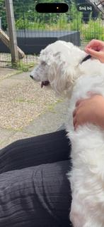 Lief reutje te koop aangeboden incl paspoort, Dieren en Toebehoren, Honden | Niet-rashonden, Reu, 1 tot 2 jaar, Eén hond, Klein