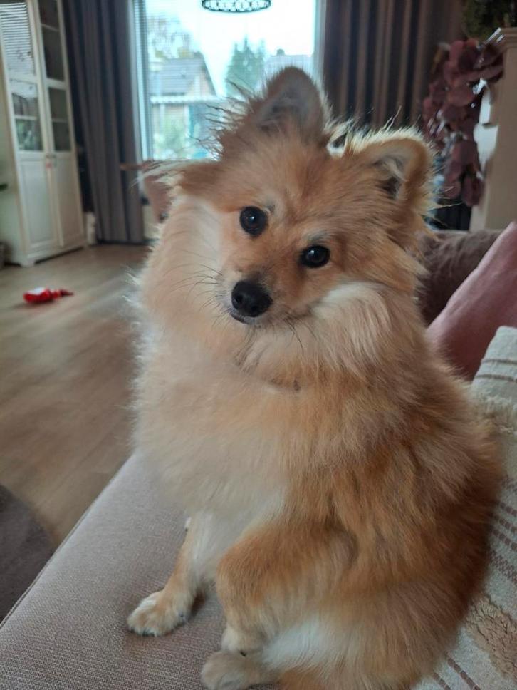 Door omstandigheden opzoek naar liefdevol huisje pup 8 mnd, Dieren en Toebehoren, Honden | Chihuahua's en Gezelschapshonden, Reu