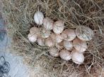 Broedeieren van de raszuivere orpington, Dieren en Toebehoren, Pluimvee, Geslacht onbekend, Kip