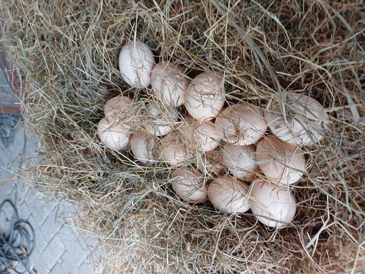 Broedeieren van de raszuivere orpington, Dieren en Toebehoren, Pluimvee, Kip, Geslacht onbekend