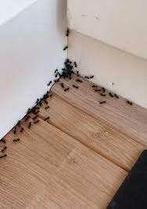 Multitect ongediertebestrijding Amsterdam.