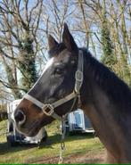 Verzorger gezocht voor oudere Engels volbloed, Verzorging of Verzorgpony's