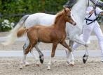 Sectie B Welsh hengstveulen, Dressuurpony, Niet van toepassing, 0 tot 2 jaar, Hengst