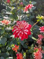 Verse dahlia mister optimist knollen, Ophalen of Verzenden, Volle zon, Knol