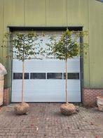 leicarpinus leihaagbeuk, Tuin en Terras, Planten | Bomen, Ophalen of Verzenden, Halfschaduw, Overige soorten, 100 tot 250 cm
