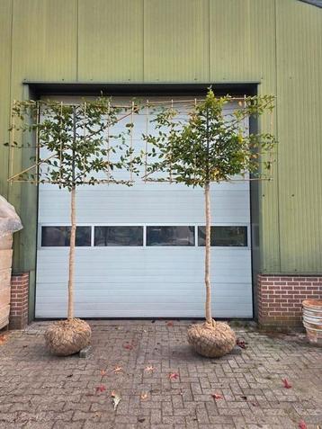 leicarpinus leihaagbeuk beschikbaar voor biedingen