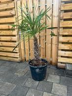 Palmboom, Ophalen, Volle zon, Palmboom, 100 tot 250 cm