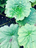 Tabularis | Tafelbladplant, Tuin en Terras, Planten | Tuinplanten, Vaste plant, Halfschaduw, Lente, Ophalen