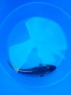 Mooie koi, Dieren en Toebehoren, Vissen | Vijvervissen, Karper of Koi