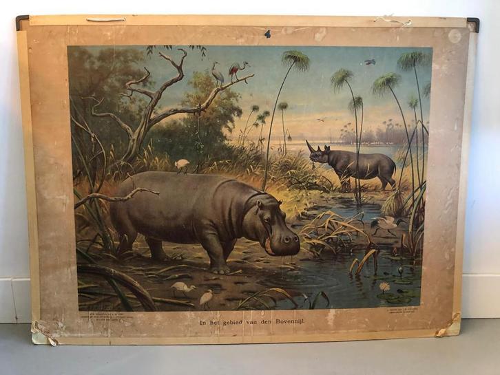 Mooie antieke schoolplaat, Antiek en Kunst, Antiek | Schoolplaten, Natuur en Biologie, Ophalen