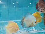 Blue Diamond Discus, Symphysodon Discus, Vis, Zoetwatervis