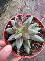 Pachypythum compactum, Huis en Inrichting, Kamerplanten, Ophalen of Verzenden, Halfschaduw, Minder dan 100 cm