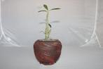 dorstenia gigas, Huis en Inrichting, Kamerplanten, Vetplant, Ophalen of Verzenden, Minder dan 100 cm, Volle zon