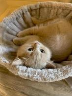 Prachtige Britse korthaar kitten 13weken, Dieren en Toebehoren, Katten en Kittens | Raskatten | Langhaar, Meerdere dieren, Ontwormd