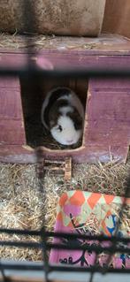 2 cavia's zeugjes, Dieren en Toebehoren, Knaagdieren, Vrouwelijk, Cavia, Voor 1 juli 2024