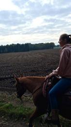 Drachtige quarter merrie te koop, Dieren en Toebehoren, Paarden, Merrie, Minder dan 160 cm, Gechipt, 3 tot 6 jaar