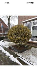 Bonte Hulst Bolboom op Stam - Prachtige Tuinblikvanger, Bloeit niet, 100 tot 250 cm, Ophalen, Volle zon