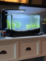 Compleet aquarium, Ophalen, Gebruikt, Gevuld zoetwateraquarium