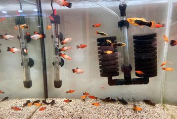 DIV Platy’s OP IS OP!! beschikbaar voor biedingen