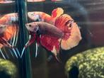 Wild betta hybrids: Nemo Spadetail males 🔥, Dieren en Toebehoren, Vissen | Aquariumvissen, Vis