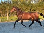 Super gave KWPN merrie JHERONIMUSxHERMÉS, Dieren en Toebehoren, Paarden, Merrie, Gechipt, Dressuurpaard, 3 tot 6 jaar