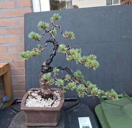 Bonsai pinus parviflora een  paar maanden geleden bedraad, Tuin en Terras, Planten | Bomen, Overige soorten, Halfschaduw, Bloeit niet