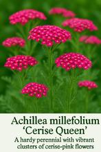 Duizendblad Cerise Queen, Volle zon, Vaste plant, Zomer, Ophalen