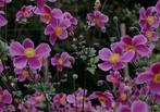 Anemone Splendens Purper - vaste plant, Tuin en Terras, Planten | Tuinplanten, Ophalen, Zomer, Vaste plant, Overige soorten