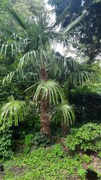 Chineese waaierpalm, Ophalen of Verzenden, Volle zon, Palmboom