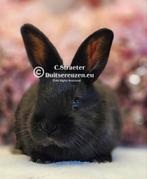 Duitse reuzen Rambo junior bloedlijn, Meerdere dieren, Groot, 0 tot 2 jaar