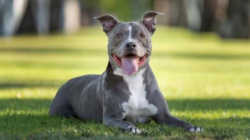 Pitbull Ziggo Dome Tickets – Voor INKOOPPRIJS!, Tickets en Kaartjes, Concerten | Pop, Eén persoon