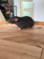 3 vrouwelijke rittens, Dieren en Toebehoren, Knaagdieren, Rat, Augustus, Vrouwelijk, Tam