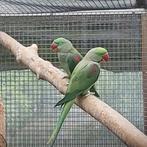 2 koppels alexanders, Meerdere dieren, Parkiet, Geringd