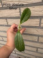 Hoya obscura Silver stek, Huis en Inrichting, Ophalen of Verzenden, Overige soorten, Minder dan 100 cm