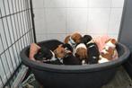 Boerenfox puppy's, Particulier, Rabiës (hondsdolheid), Meerdere, 8 tot 15 weken