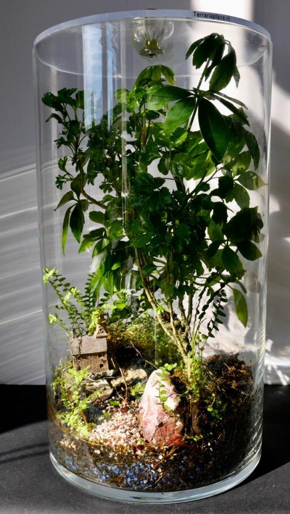 Terrarium planten, ecosysteem, vaas., Huis en Inrichting, Kamerplanten, Overige soorten, Minder dan 100 cm, Groene kamerplant