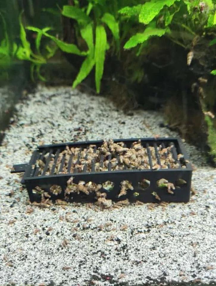 Aquarium Slakkenval, Dieren en Toebehoren, Vissen | Aquaria en Toebehoren, Nieuw, Gevuld zoetwateraquarium, Ophalen of Verzenden