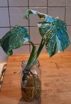 Monstera Thai Constalation Special Mutation., Ophalen of Verzenden, Halfschaduw, Minder dan 100 cm