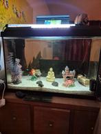 Aquarium 70L, Dieren en Toebehoren, Vissen | Aquaria en Toebehoren, Ophalen of Verzenden, Gevuld zoetwateraquarium