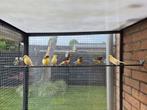 Kanaries, Dieren en Toebehoren, Vogels | Kanaries, Geslacht onbekend, Kleurkanarie