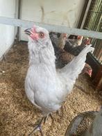 Araucana lavender haantje, Dieren en Toebehoren, Pluimvee, Mannelijk, Kip