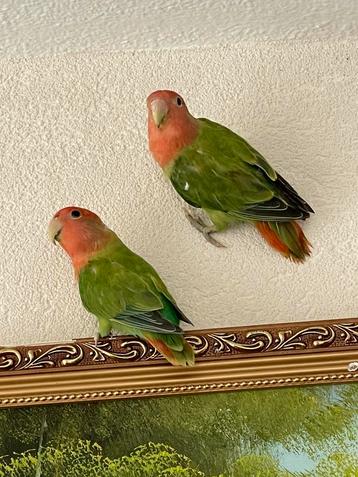 Prachtige Gezonde Agapornis Dwergpapegaai Roseicolle beschikbaar voor biedingen