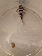 L46 mannen tekoop of  te ruil tegen kleintjes, Dieren en Toebehoren, Vissen | Aquariumvissen, Vis