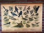 Antiek oprolbare schoolplaat Bos- en Weide vogels, Ophalen of Verzenden, Natuur en Biologie