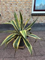 Grote Agave / Cactus - 1.10m hoog, 1.20m doorsnee, Tuin en Terras, Volle zon, Vaste plant, Bloeit niet, Ophalen